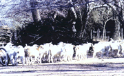Camino vecinal